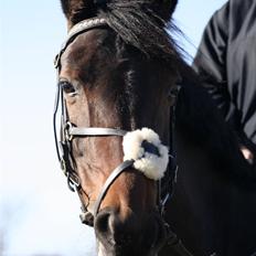 Anden særlig race Monty <3 