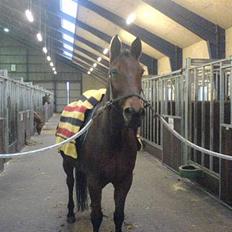 Fuldblod (XX) Barabas