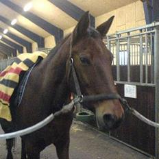 Fuldblod (XX) Barabas