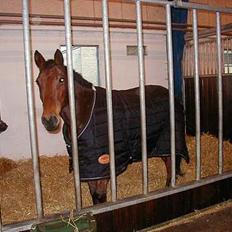 Fuldblod (XX) Barabas