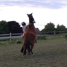 Pinto Araber Nala Stream Valley
