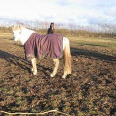 Anden særlig race Schanell