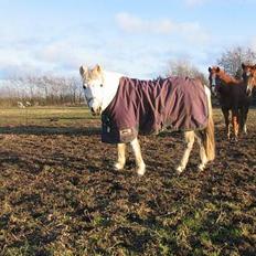 Anden særlig race Schanell