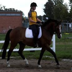 Dansk Varmblod Hesteløkkens Calippo 
