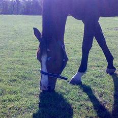 Dansk Varmblod Hesteløkkens Calippo 