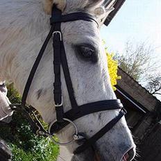 Welsh Partbred (Sec F) Emdegårdens Herculessolgt