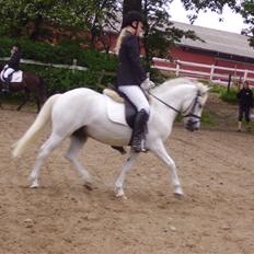 Welsh Partbred (Sec F) Emdegårdens Herculessolgt