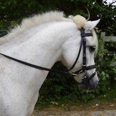 Welsh Partbred (Sec F) Emdegårdens Herculessolgt