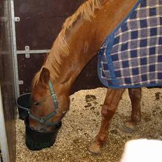 Anden særlig race Highlands Martinique