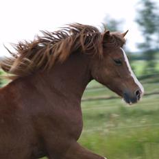 Welsh Pony af Cob-type (sec C) Åvangs Kiara