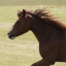 Welsh Pony af Cob-type (sec C) Åvangs Kiara