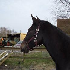 Anden særlig race R.I.P. Diego