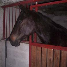 Anden særlig race R.I.P. Diego