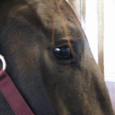 Anden særlig race R.I.P. Diego