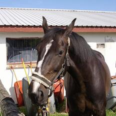 Anden særlig race Patrick