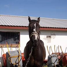 Anden særlig race Patrick