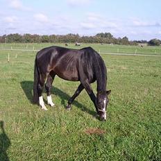 Anden særlig race Patrick