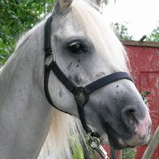 Welsh Partbred (Sec F) Emdegårdens Herculessolgt