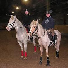 Knabstrupper Coco´s Vladirmir*SOLGT*