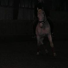 Knabstrupper Coco´s Vladirmir*SOLGT*