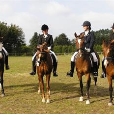 Tysk Sportspony Magic  