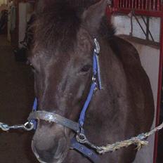 Gotlandsruss Nike  part