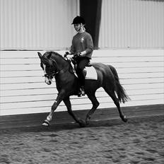 Hollandsk Sportspony Mon Cheval *SOLGT*