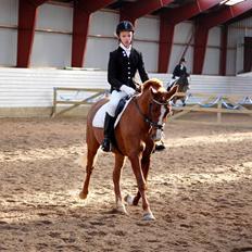 Hollandsk Sportspony Mon Cheval *SOLGT*