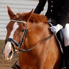 Hollandsk Sportspony Mon Cheval *SOLGT*