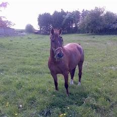 Welsh Partbred (Sec F) Siem´s Patricia
