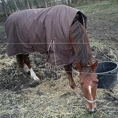 Welsh Partbred (Sec F) Siem´s Patricia