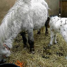 Knabstrupper Bølle *Solgt*