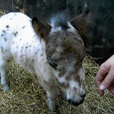 Knabstrupper Bølle *Solgt*