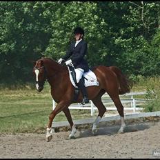 Dansk Varmblod Filur- solgt