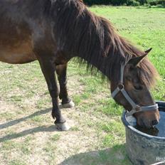 Anden særlig race Buller *Solgt* 