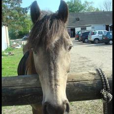 Anden særlig race Moonlight Skovly †R.I.P†