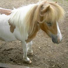 Shetlænder Kiar solgt):