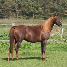 Arabisk fuldblod (OX) Intifada