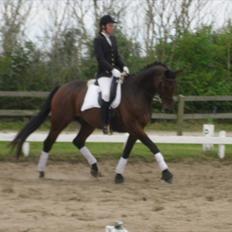 Dansk Varmblod Markgaards Thor