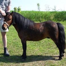 Anden særlig race Little Bandit