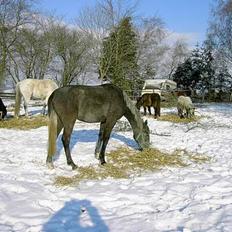 Anden særlig race Cassiopeia **RIP**