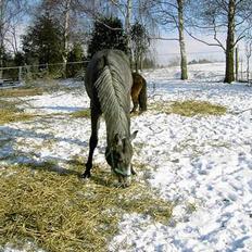 Anden særlig race Cassiopeia **RIP**