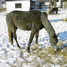 Anden særlig race Cassiopeia **RIP**