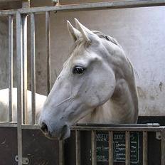 Anden særlig race Winston (gl. halvpart)