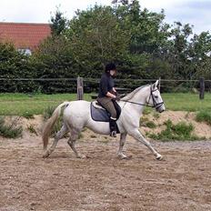 Anden særlig race Winston (gl. halvpart)