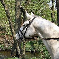 Anden særlig race Winston (gl. halvpart)