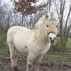 Fjordhest Bailey *solgt*