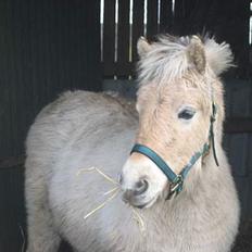 Fjordhest Bailey *solgt*