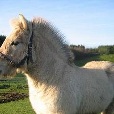 Fjordhest Bailey *solgt*