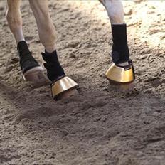 Welsh Cob (sec D) Funny